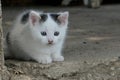 Cute few weeks old bicolor kitten with blue eyes sitting on concrete floor of garden shed Royalty Free Stock Photo