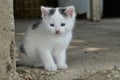 Cute few weeks old bicolor kitten with blue eyes sitting on concrete floor of garden shed Royalty Free Stock Photo