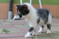 Cute few weeks old male bicolor kitten with mostly black face licks his nose Royalty Free Stock Photo