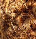 A Cute field mouse peeping from the leaves