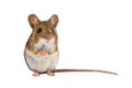 Cute Field Mouse on white background