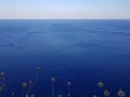 Cute field plants growing against tranquil blue sky in wonderful nature.