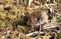 A sweet Field or Short-tailed Vole, Microtus agrestis, in a field in the UK.