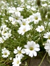 cute field of white flowers the boreal chickweed on a green grass