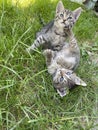 Cute fighting cats