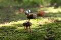 Cute figure made of acorns on green moss outdoors