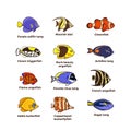 Cute fish vector illustration icons set. Tropical fish, sea fish, Royalty Free Stock Photo