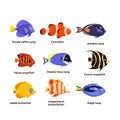 Cute fish vector illustration icons set. Tropical fish, sea fish, aquarium fish . Royalty Free Stock Photo