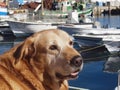 Cute portrait of a dog of a fisher in Portugal Royalty Free Stock Photo