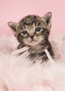 Cute five weeks old tabby baby cat in pink feathers on a pink ba