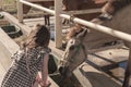 A cute little girl leaning on a feeding pen while watching a light colored horse eating in a stable Royalty Free Stock Photo