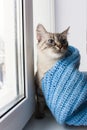 Cute fluffy cat with blue eyes sititng on a window sill Royalty Free Stock Photo