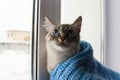 Cute fluffy cat with blue eyes sititng on a window sill Royalty Free Stock Photo