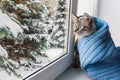 Cute fluffy cat with blue eyes sititng on a window sill