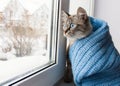 Cute fluffy cat with blue eyes sititng on a window sill Royalty Free Stock Photo