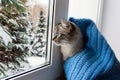 Cute fluffy cat with blue eyes sititng on a window sill Royalty Free Stock Photo