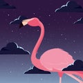 Cute flamingo bird night backrgound