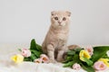 Cute flap-eared cat with tulips bouquet. Holiday concept. Mother`s day, 8 march, happy birthday card Royalty Free Stock Photo