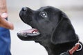 Cute Flat-coated Retriever puppy looking up at its owner's hand