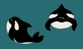 Cute flat killer whale drawing. Adorable little cartoon orca vector illustration. Childish rare animal wild ocean concept with Royalty Free Stock Photo