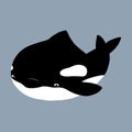 Cute flat killer whale drawing. Adorable little cartoon orca vector illustration. Childish rare animal wild ocean concept Royalty Free Stock Photo