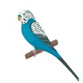 Cute flat vector parrot isolated on white background. Blue small budgerigar sitting on a branch. Talking budgie in