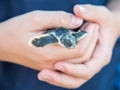 Cute Flatback Sea Turtle Baby Royalty Free Stock Photo