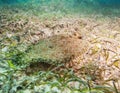 Cute flatfish on sandy bottom Royalty Free Stock Photo