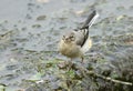 A sweet fledgling Grey Wagtail, Motacilla cinerea, hunting for food on top of a weir. Royalty Free Stock Photo