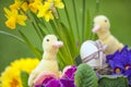 Cute floral decoration with Easter egg Royalty Free Stock Photo