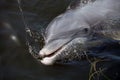 Cute Florida Dolphin Royalty Free Stock Photo