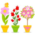 Flowers in flowerpots. Vector Illustration