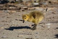 Cute fluffy baby Canada Goose gosling walking along a beach Royalty Free Stock Photo