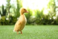Cute Fluffy Baby Duckling On Green Grass
