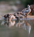 Cute fluffy baby Egyptian geese drinking water from a pond Royalty Free Stock Photo