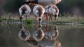 Cute fluffy baby Egyptian geese drinking water from a pond Royalty Free Stock Photo