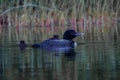 A loon chick riding on the back of its parent. Royalty Free Stock Photo