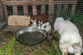 Cute and fluffy baby rabbits drinking water Royalty Free Stock Photo