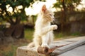 Cute fluffy beige kitten sitting in the summer garden and waving his paw