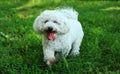 Cute fluffy Bichon Frise dog on green grass