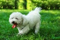 Cute fluffy Bichon Frise dog on green grass