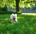 Cute fluffy Bichon Frise dog on green grass in park