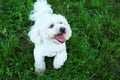 Cute fluffy Bichon Frise dog on green grass in park