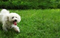 Cute fluffy Bichon Frise dog on green grass in park