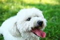 Cute fluffy Bichon Frise dog