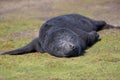 Cute fluffy black Southern Elephant Seal Pup (Mirounga leonina) Royalty Free Stock Photo