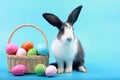 Cute fluffy black spot rabbit with long ears with colorful easter eggs basket on blue background, bunny animal with easter egg, Royalty Free Stock Photo