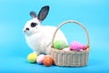 Cute fluffy black spot rabbit with long ears with colorful easter eggs basket on blue background, bunny animal with easter egg, Royalty Free Stock Photo