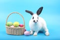 Cute fluffy black spot rabbit with long ears with colorful easter eggs basket on blue background, bunny animal with easter egg, Royalty Free Stock Photo