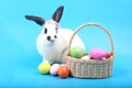 Cute fluffy black spot rabbit with long ears with colorful easter eggs basket on blue background, bunny animal with easter egg, Royalty Free Stock Photo